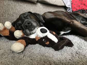 dog loves stuffed animal